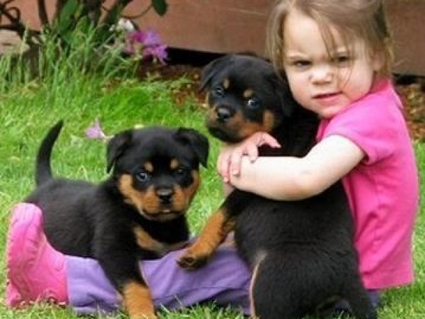  regalo cuccioli di rottweiler disponibili per l'adozione