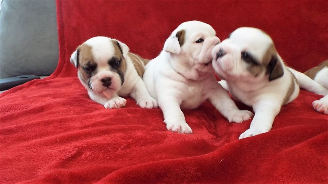 Regalo Bulldog inglese cuccioli disponibili
