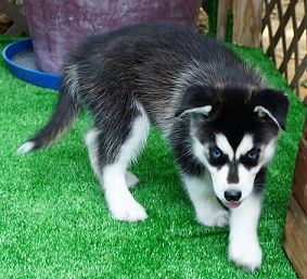 Regalo cuccioli di Siberian Husky