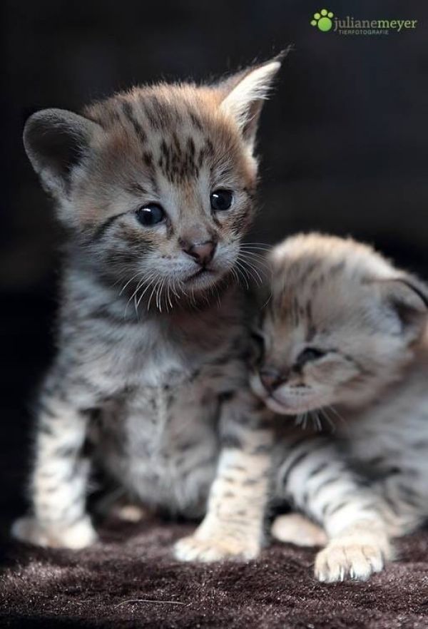  gattini Savannah   ( per regalo )