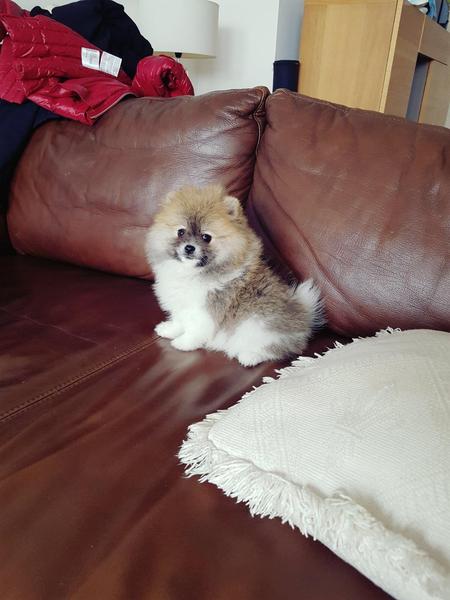  { Regalo Volpino di pomerania (spitz tedesco nano