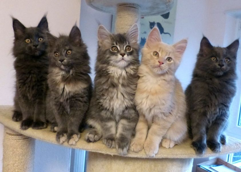 gattini main coon per adozione per adozione ( maschio e femmina )