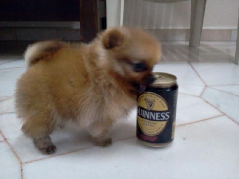  { Regalo Volpino di pomerania (spitz tedesco nano
