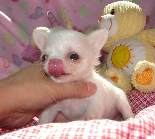 Disponiamo in regalo di bellissimi cuccioli di chihuahua, maschietti e femminucce