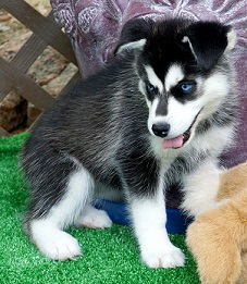Regalo cuccioli di Siberian Husky