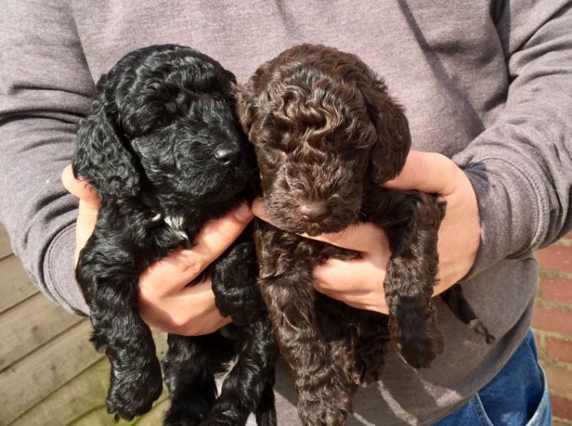 Regalo abbiamo cuccioli di Barboncino in miniatura