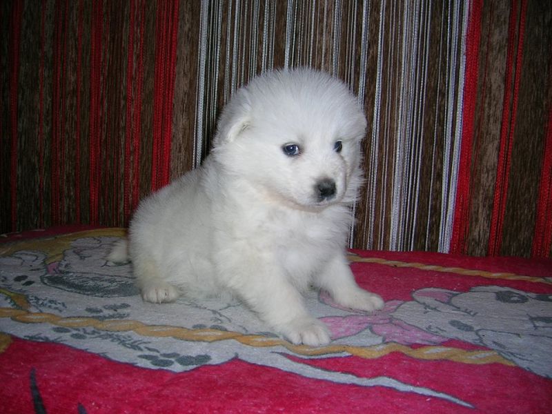  cuccioli di samoiedo per adozione ( regalo )
