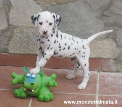 Dalmata cuccioli con pedigree