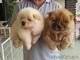 Disponibilit� di bellissimi bellissimi cuccioli di Chow Chow.