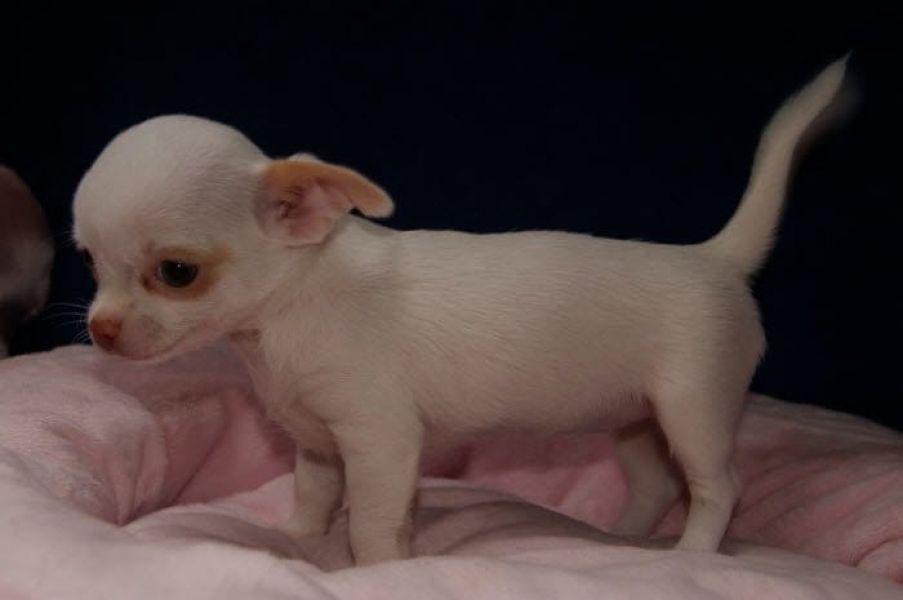  regalo cuccioli di chihuahua disponibili per l'adozione