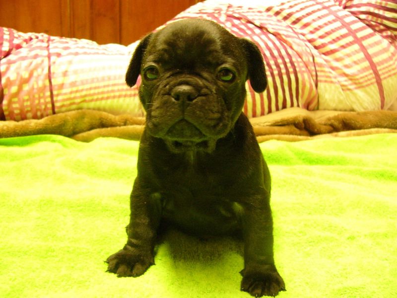 Molto bella e sani cuccioli di bulldog francese per adozione  