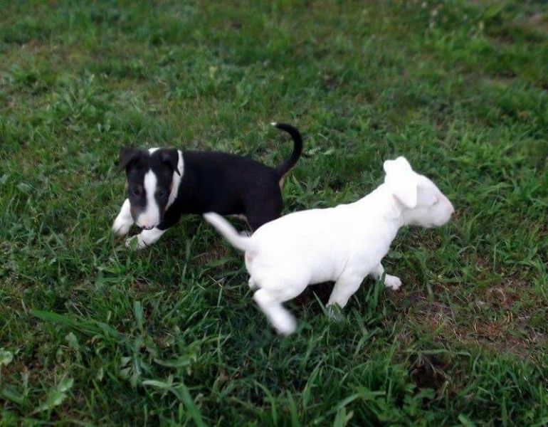 Cuccioli di miniature bull terrier per adozione ( maschio e femmina )