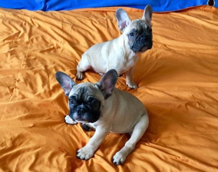 REGALO Bulldog francese blu bianco femmina e maschio