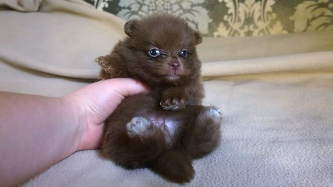  cuccioli di volpino pomeranian  ( per regalo )