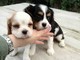 Disponibili cuccioli di cavalier king
