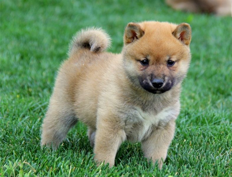REGALO due cuccioli di Shiba Inu per l'adozione