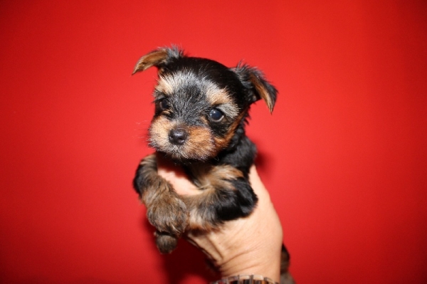 Regalo Abbiamo  avere amorevole Yorkie cuccioli per l'Adozione