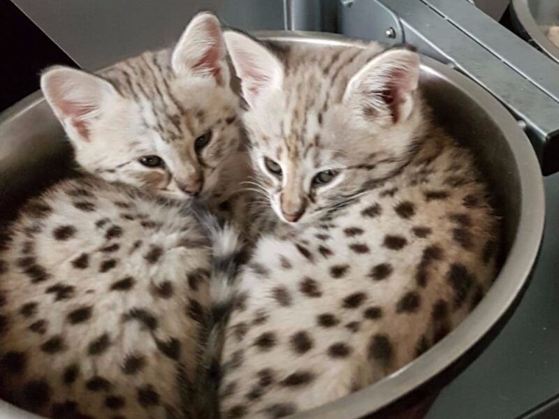  gattini Savannah   per adozione ( maschio e femmina )