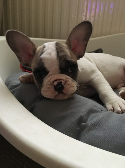 Regalo Bulldog Francese cucciolata Disponiamo