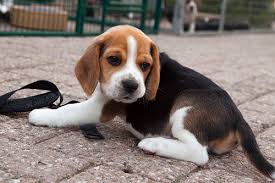 Abbiamo disponibili cuccioli di Beagle Maschi e Femmine
