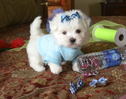  regalo cuccioli di maltese disponibili per l'adozione