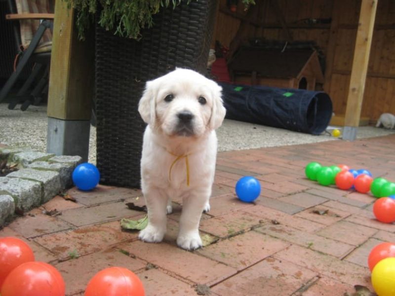 Regalo Cuccioli di Golden retriver