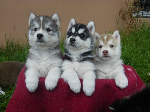 Regalo Siberian Husky cuccioli, maschio e femmina