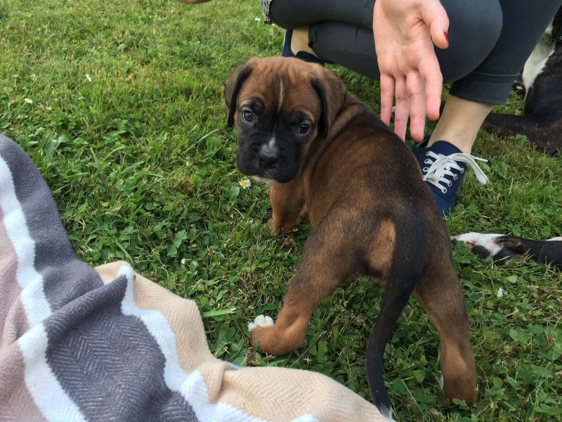 Cuccioli di Boxer ( per regalo )