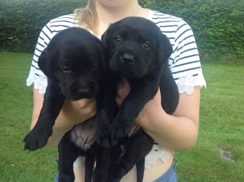 Regalo Labrador