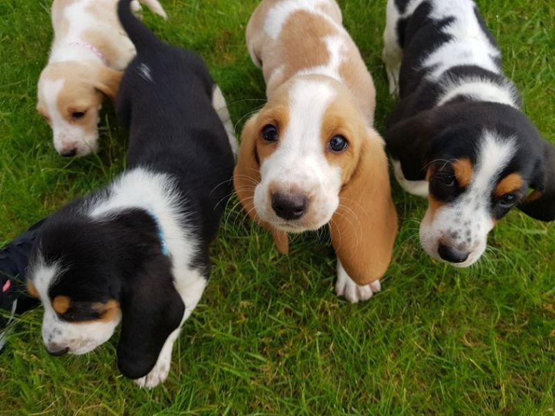 BELLO Basset Hound CUCCIOLI MASCHI E FEMMINE per adozione Bello Basset Hound , Maschio e femmina,  s