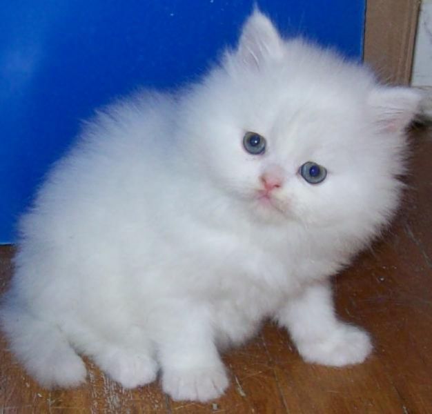 REGALO Gattini persiani per l'adozione  Ho 2 splendide gattino femmine e Maschio  persiano, uno � un