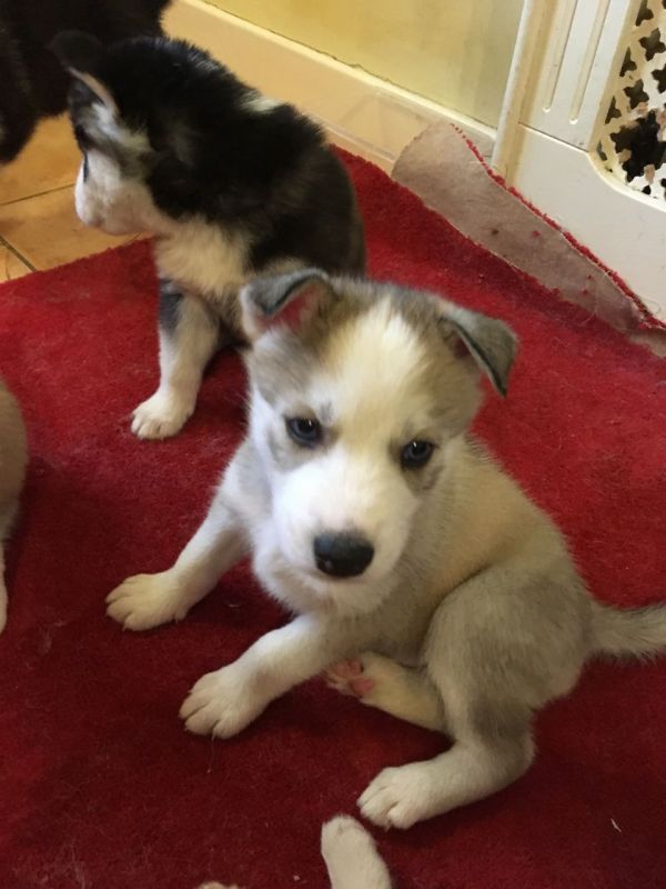 Cuccioli di Husky siberiano