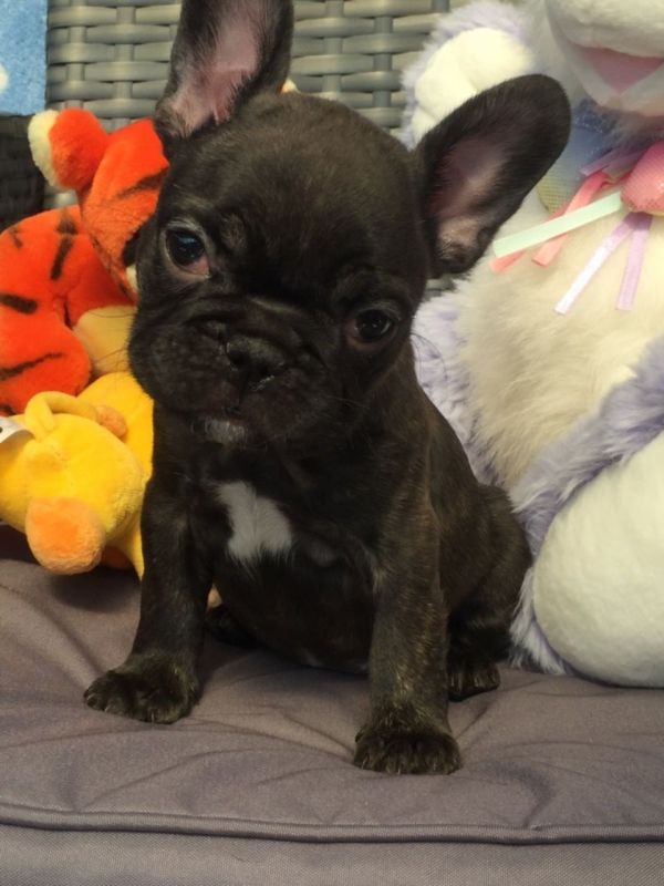 Fantastici piccoli cuccioli di shih disponibili per natale.