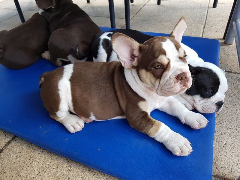 Adorabili cuccioli di Bulldog Francese femminucce e maschietti disponibili per l'adozione