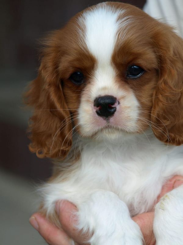  regalo cuccioli di cavalier king charles spaniel  disponibili per l'adozione
