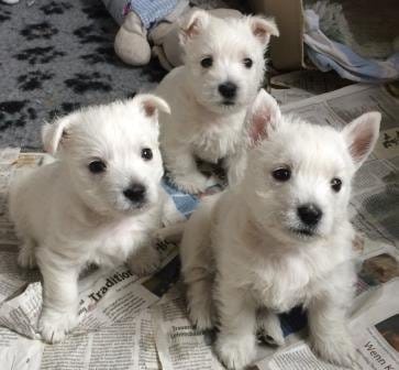  Molto bella e sani cuccioli di West highland per adozione maschi e femmine 