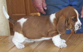  cuccioli di Basset Hound  per adozione ( regalo  )