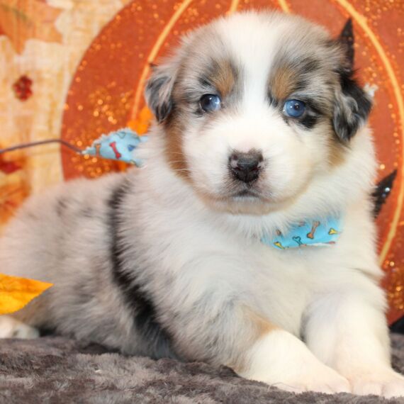 Regalo adorabili cuccioli pastore australiano femminucce e maschietti 
