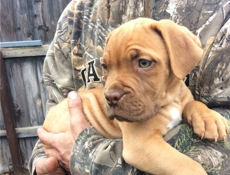 Regalo Cuccioli di Dogue de bordeaux in pronta consegna