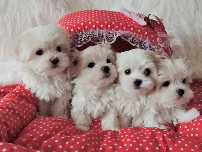 Dolce cuccioli di  maltese toy  in cerca di una nuova casa.