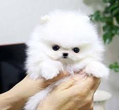  { Regalo Volpino di pomerania (spitz tedesco nano