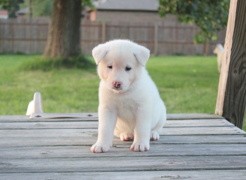  regalo cuccioli di Akita  inu disponibili per l'adozione