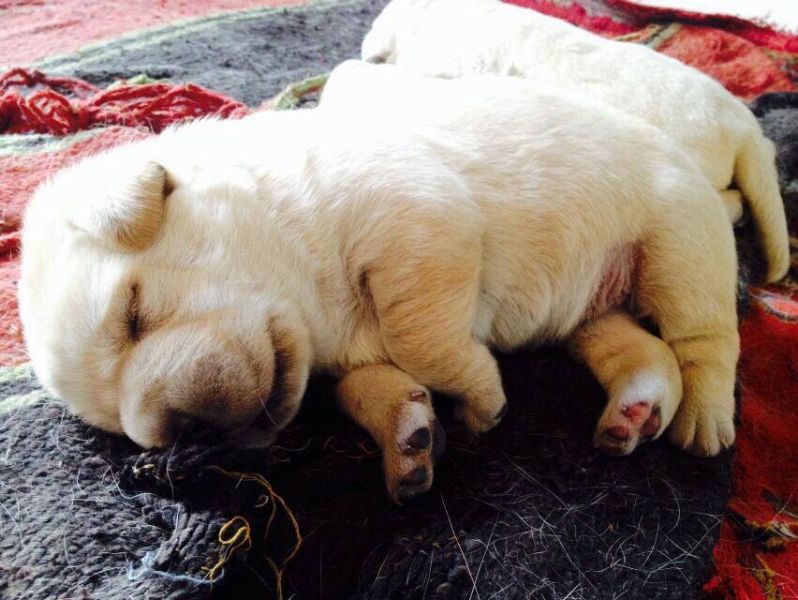 Bello Labrador , Maschio e femmina, per regalo