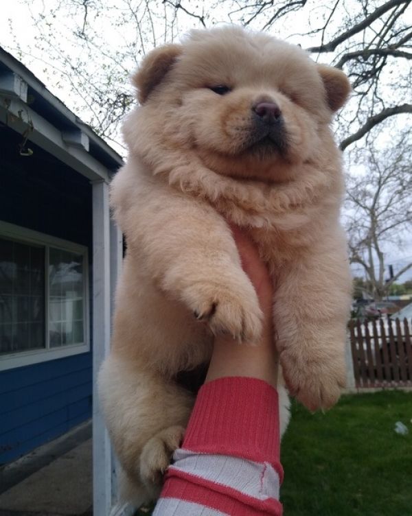 Chow chow cuccioli introvabili cuccioli di chow chow intelligenti e dolcissimi attaccati al padrone