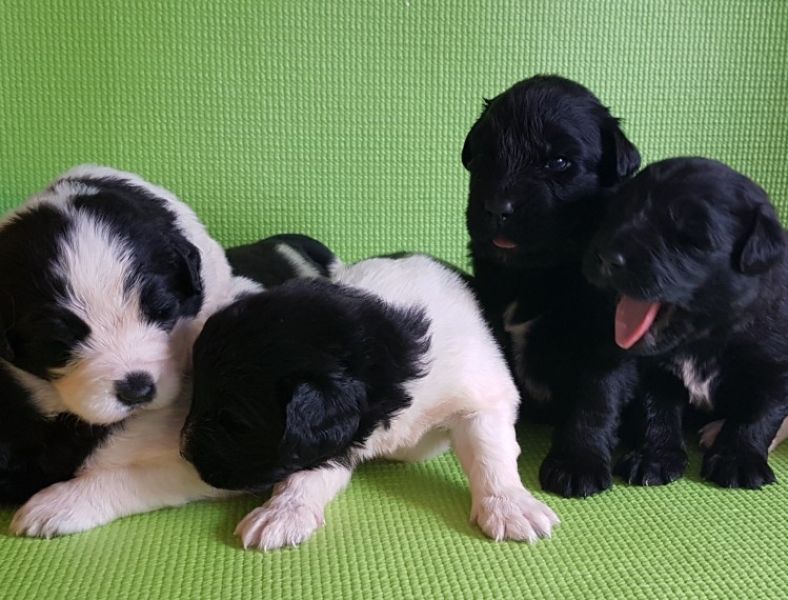 Regalo cuccioli di TERRANOVA