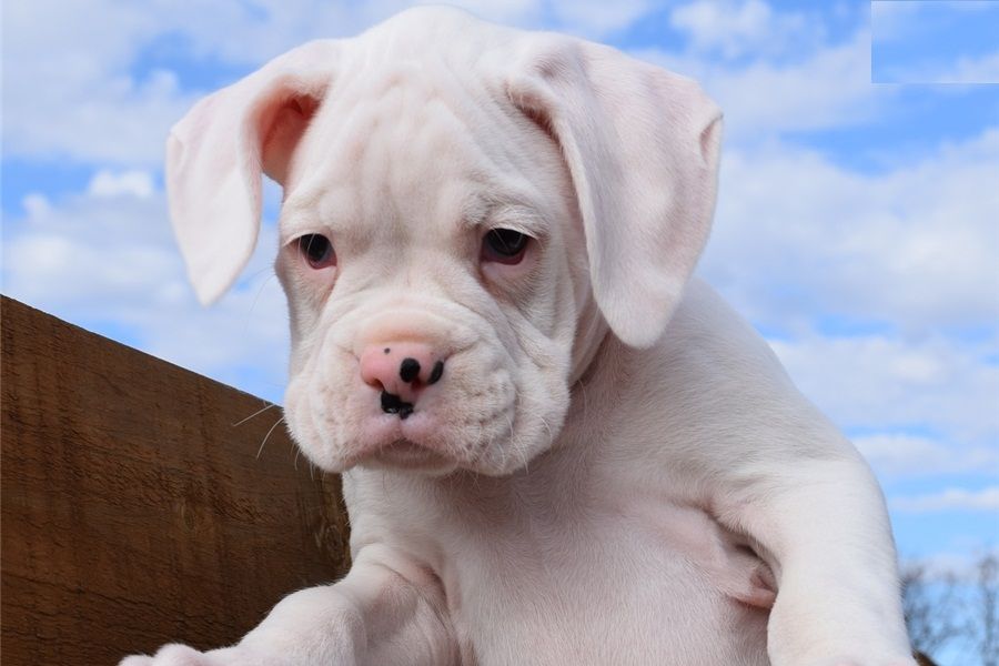  REGALO Estremamente carino cuccioli di boxer per l'adozione Sono a casa sollevati e vasino addestra