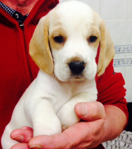 Regalo beagle cuccioli  Disponibili splendidi cuccioli di beagle di prestigiosa genealogia seleziona