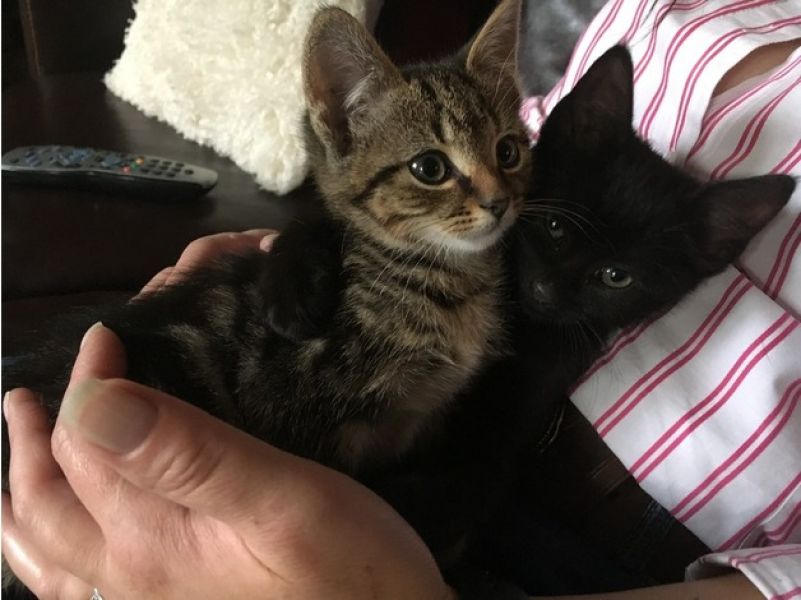 Gattini di Bengala X Fiduciosi Gorgeous
