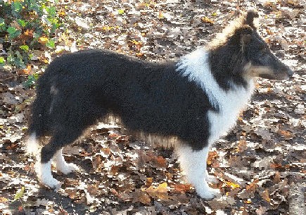 Shetland Sheepdog