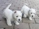 Cuccioli di west highland terrier 2 maschi e 2 femmine